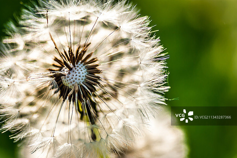蒲公英花朵特写，斯洛伐克特尔纳瓦地区图片素材