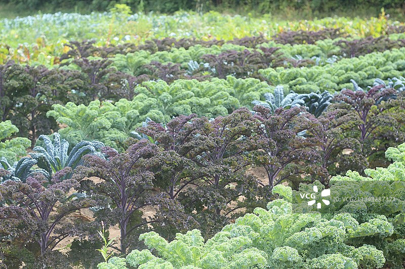 野外植物生长的特写镜头图片素材