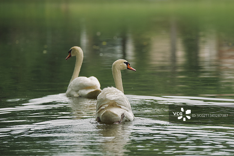 两只天鹅在美国伊利诺伊州绍姆堡的湖中游泳图片素材