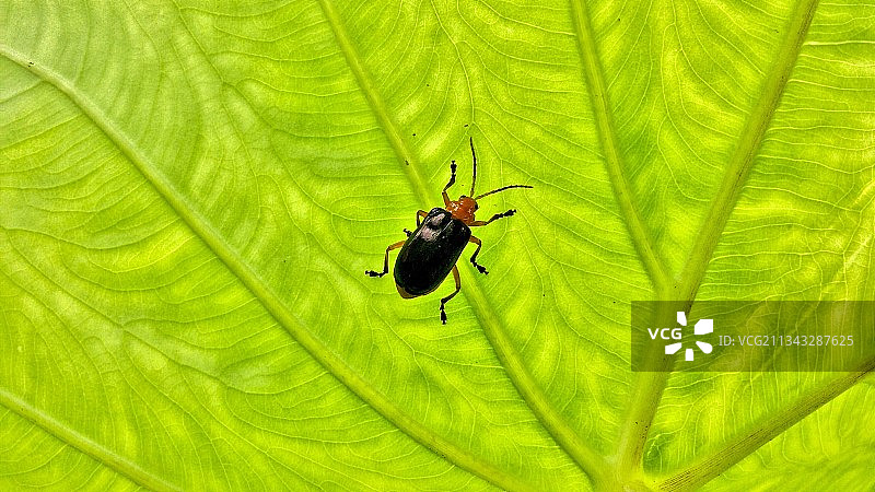 树叶上昆虫的特写镜头图片素材