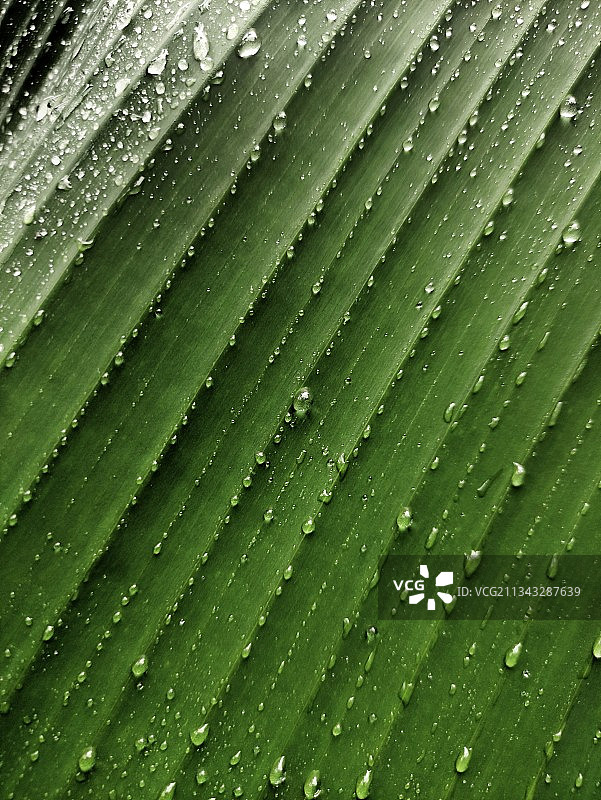 湿叶子的全画幅照片图片素材