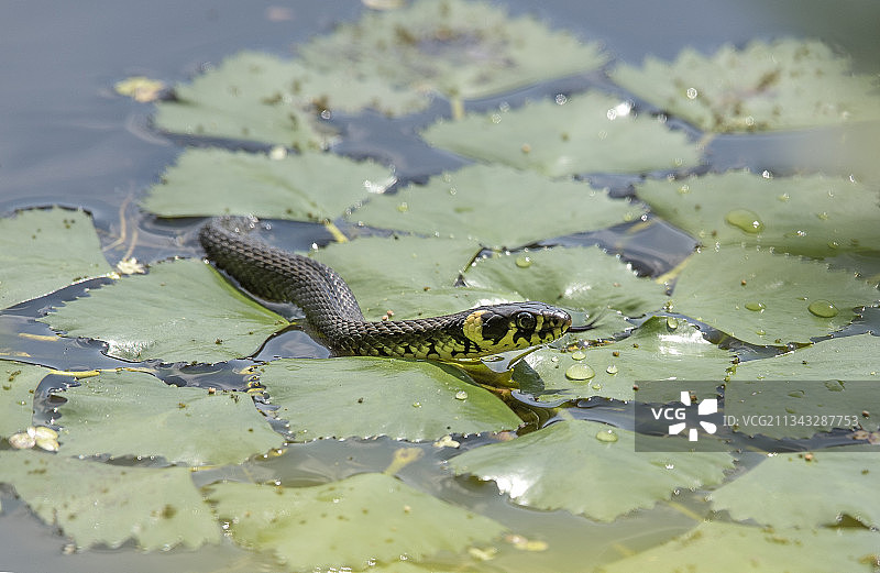 捷克共和国湖中鳄鱼游泳的高角度景观图片素材