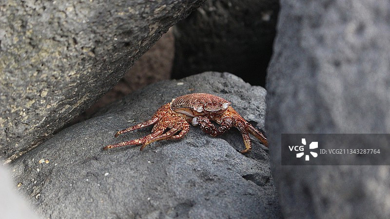 岩石上的螃蟹特写图片素材