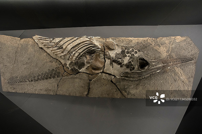 贵州省博物馆萨斯特鱼龙晚三叠世卡尼期安顺关岭县新铺乡出土图片素材