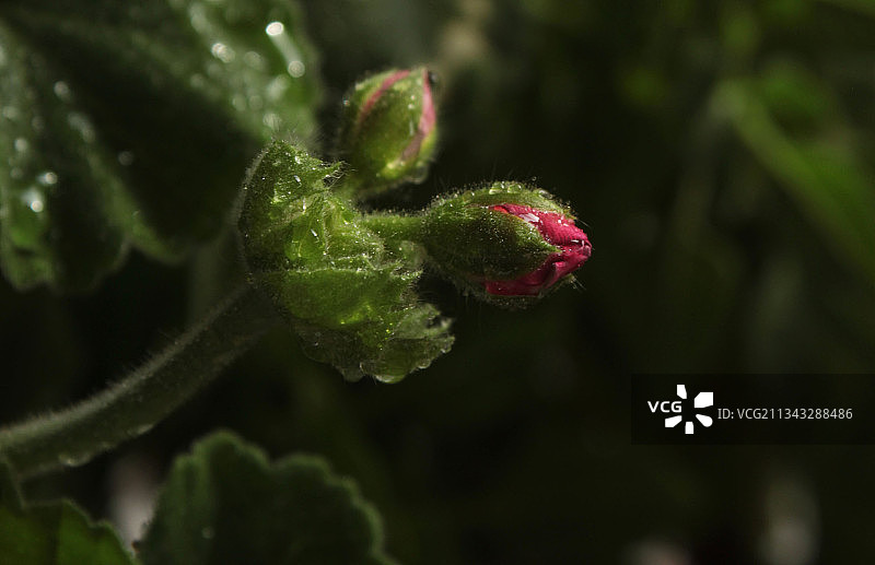 花蕾的特写图片素材