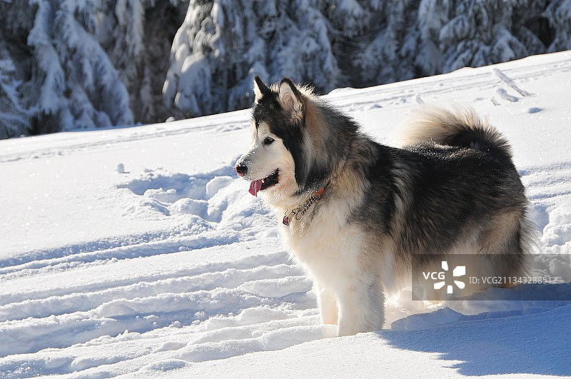 西伯利亚哈士奇雪橇犬在雪地里的侧视图图片素材