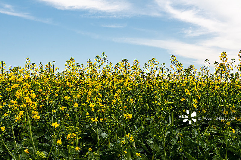 油菜花田植物近景图片素材