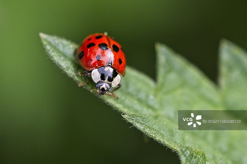树叶上的瓢虫特写，英国西萨塞克斯图片素材
