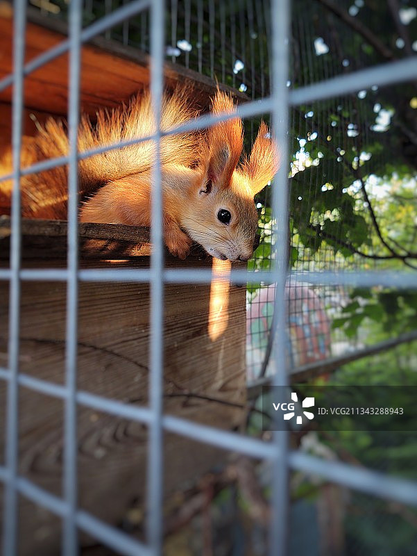 笼子里的松鼠特写图片素材