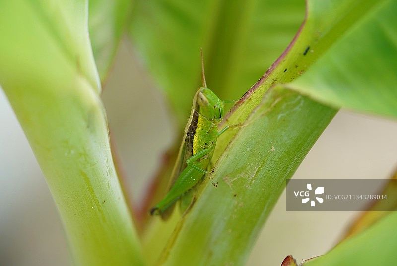 树叶上的蚱蜢特写图片素材