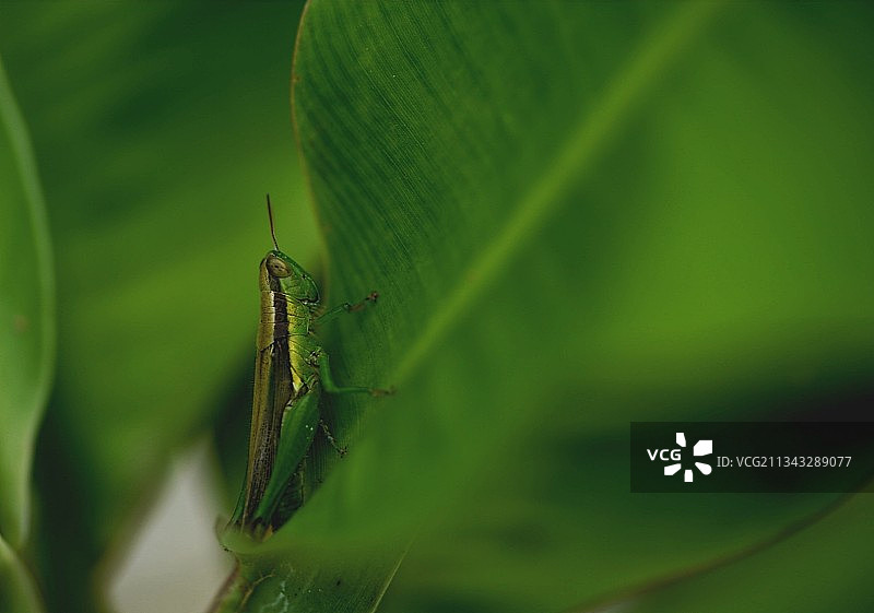 树叶上的蚱蜢特写图片素材