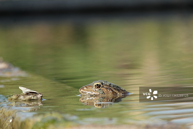 印度古吉拉特邦小凤头䴙䴘图片素材