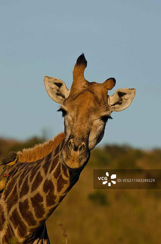 晴空下的长颈鹿特写图片素材
