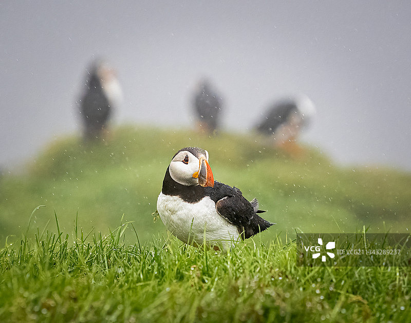 草地上海鹦鹉特写，冰岛图片素材