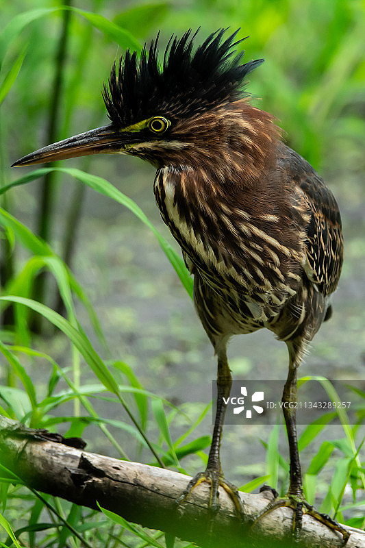 鸟儿栖息在树枝上的特写，加拿大渥太华图片素材