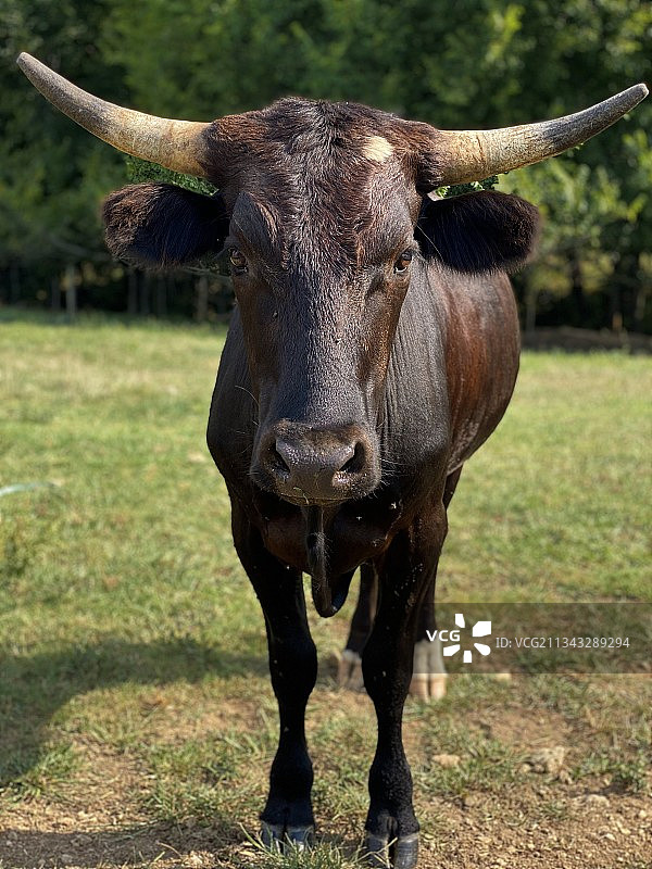 田野上水牛的特写镜头图片素材