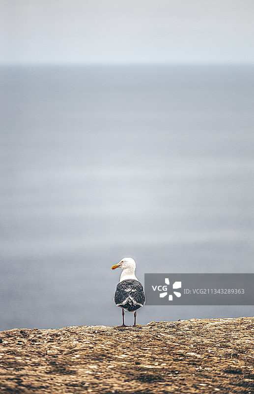 海鸥栖息在海滩上的侧视图，美国加利福尼亚州阿纳卡帕岛图片素材