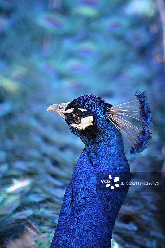 特写的孔雀图片素材