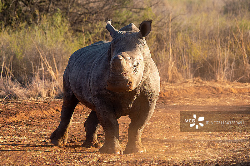 站在田野上的白色犀牛肖像图片素材