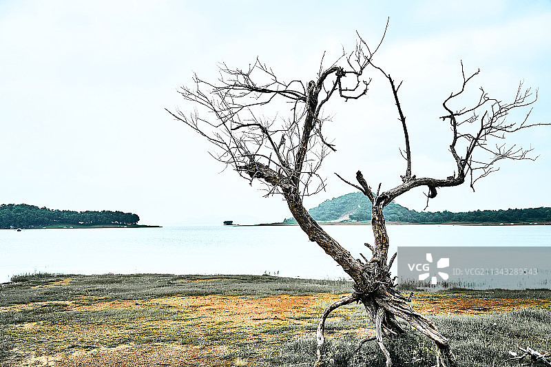 湖边光秃秃的树木景色图片素材