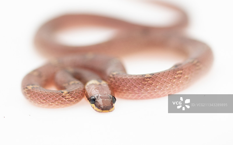 白色背景下的水草蛇特写图片素材