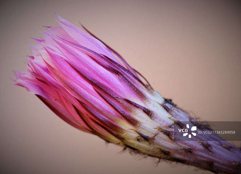 灰色背景下的粉色花朵特写图片素材