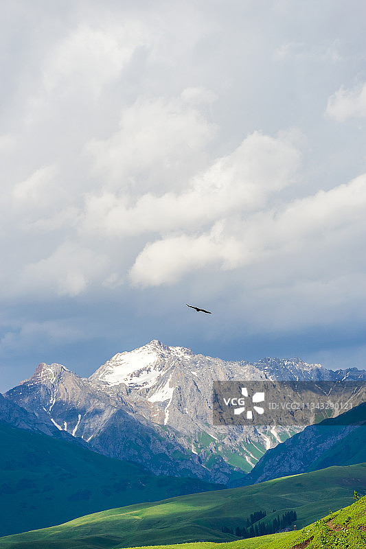 夏季阳光下新疆南疆雪山草原鸟图片素材