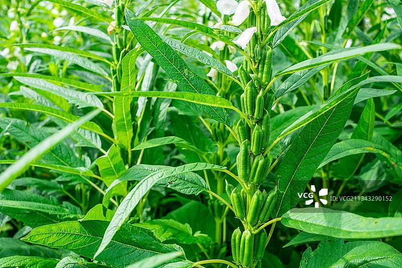 一大片庄稼芝麻图片素材