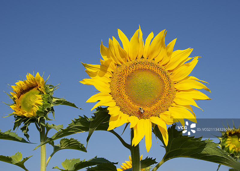 美国纽约州匹兹福德的向日葵仰视图片素材