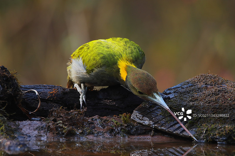栖息在树枝上的翠鸟的特写镜头图片素材