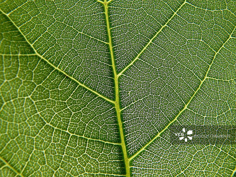 绿叶全景照片图片素材