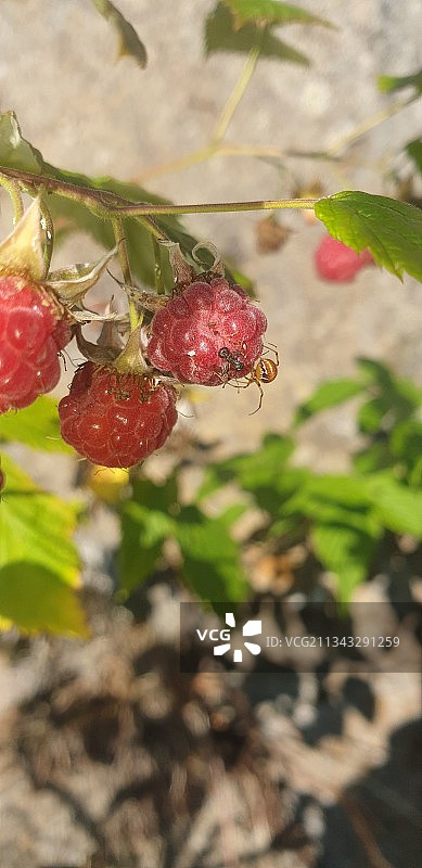 草莓在植物上生长的特写图片素材