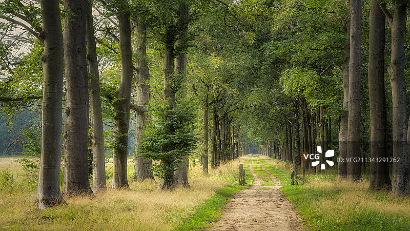 荷兰杜廷赫姆森林中的树木景色图片素材