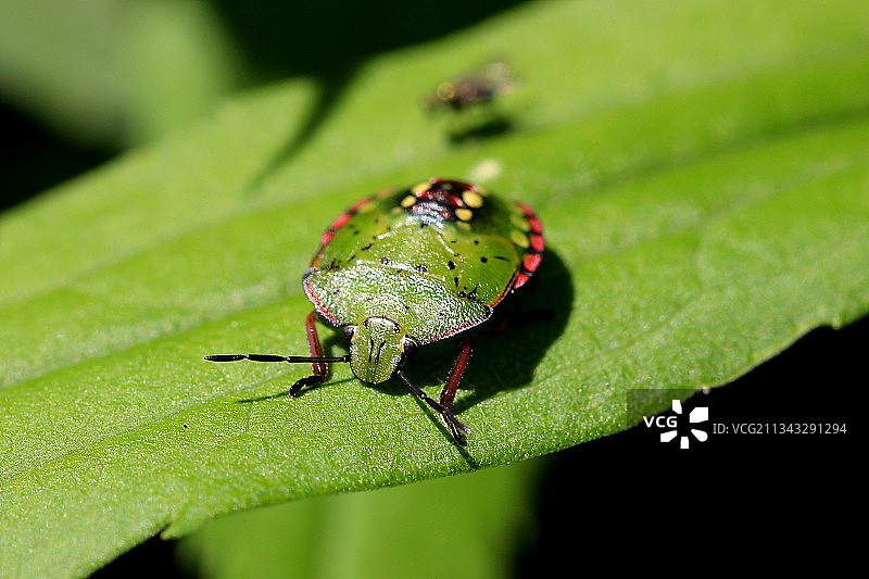 法国树叶上的昆虫特写图片素材