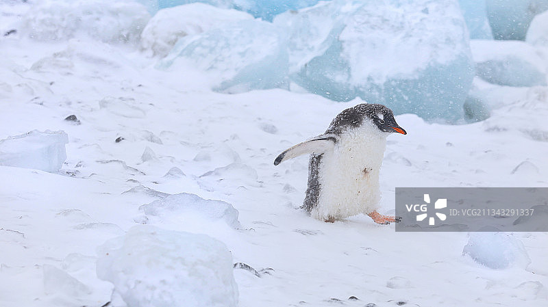 雪地里的巴布亚企鹅图片素材