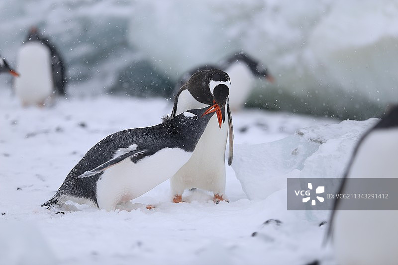 雪地上的金图企鹅特写图片素材