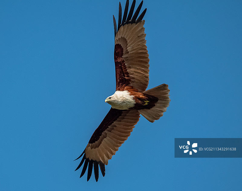孟加拉国Mathbaria Upazila蓝天下飞翔的秃鹰（仰视）图片素材