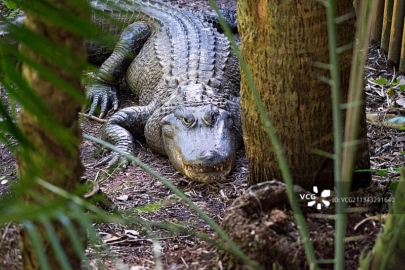 美国佛罗里达州西棕榈滩树干上的鬣蜥特写图片素材