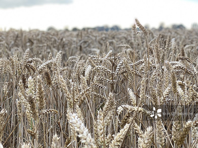天空下的麦田特写，德比，英国图片素材