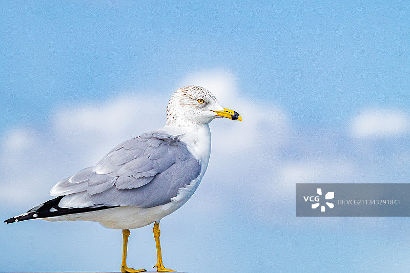佛罗里达州塔彭斯普林斯仰视栖息在岸边的海鸥图片素材