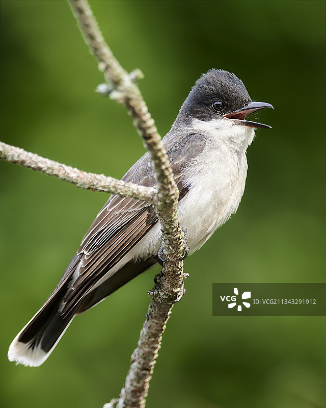 栖息在树枝上的歌热带莺雀特写，加拿大图片素材