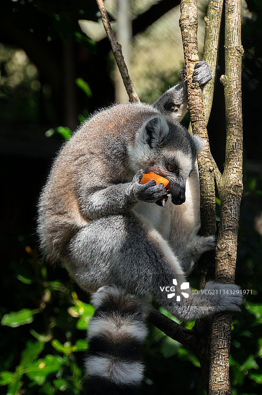 瑞士贝尔维尤树枝上吃东西的猴子特写图片素材