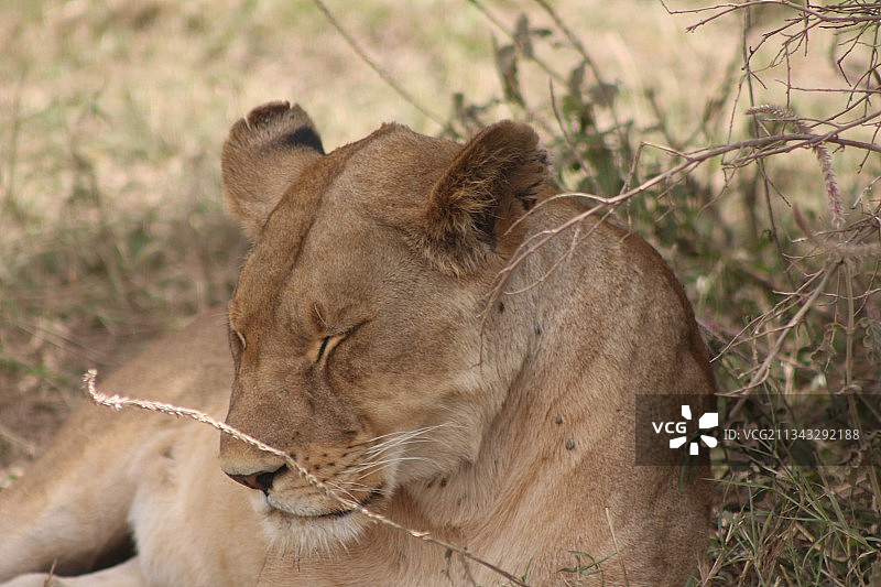 乌干达草原上休息的雌狮特写图片素材