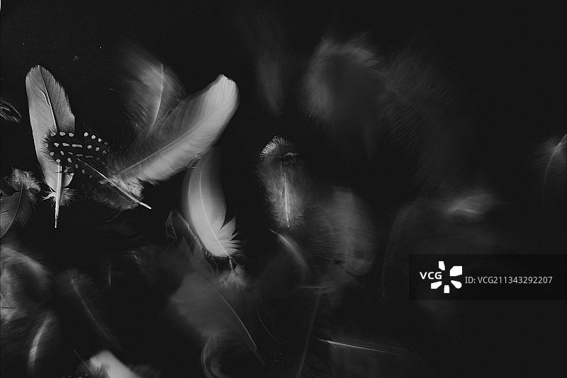 特写的猫图片素材