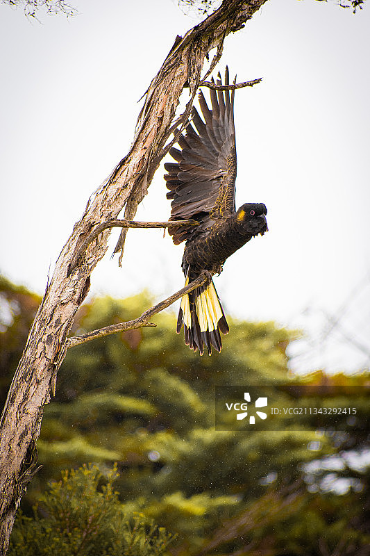 鹰在晴朗的天空下飞行的低角度视图图片素材
