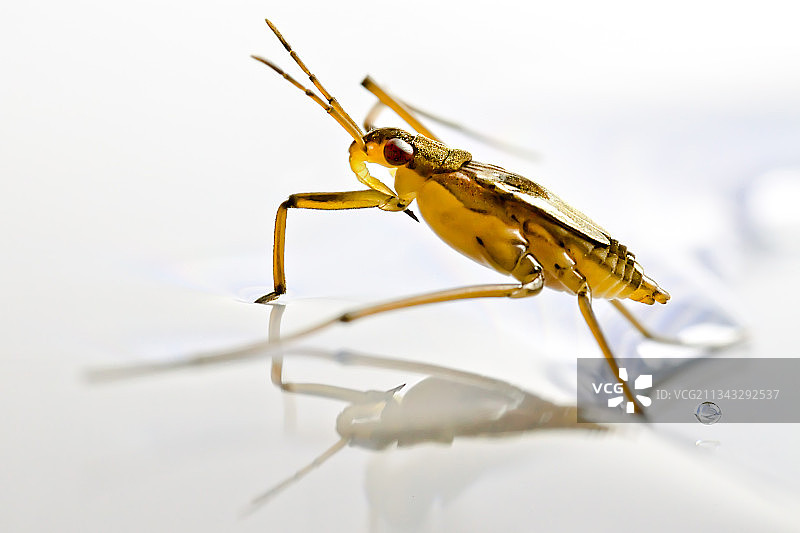 白色背景上的昆虫特写图片素材