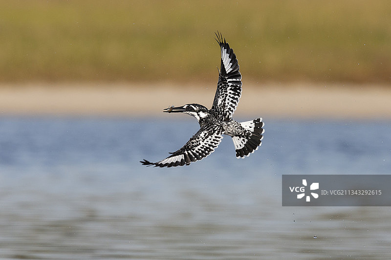 水鸟飞越湖面特写图片素材