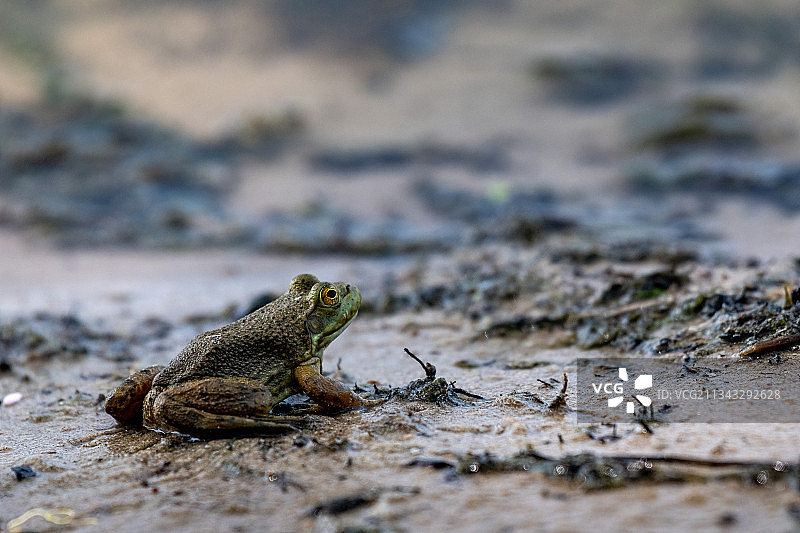 美国内布拉斯加州岩石上的蜥蜴特写图片素材