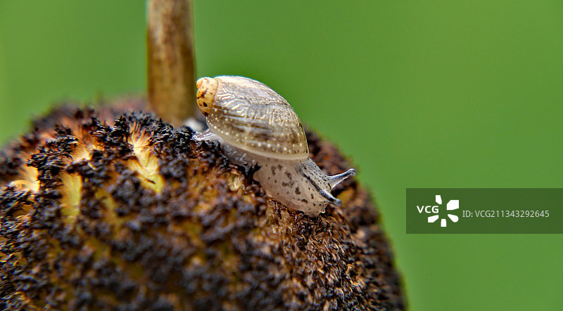 加拿大安大略省伦弗鲁植物上的昆虫特写图片素材