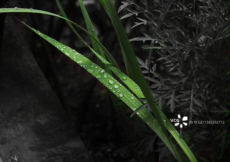 湿植物的特写镜头图片素材